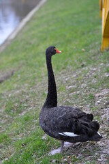 the black swan