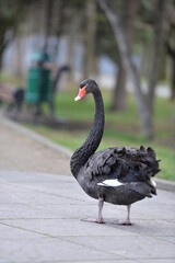 the black swan