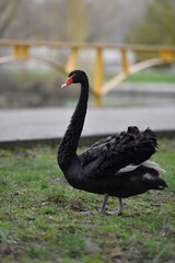 Obraz premium the black swan