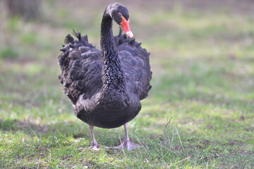 the black swan