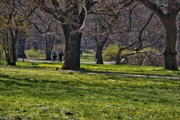 Fototapeta premium Frühlingserwachen im Palmengarten mit blühenden gelben Blumen auf der Parkwiese und Spaziergängern unter alten Bäumen, Leipzig, Kreisfreie Stadt Leipzig, Sachsen, Deutschland