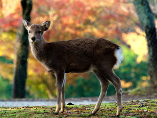 Nara,Japan - November 14, 2021: A deer at Nara Park, Nara, in autumn
