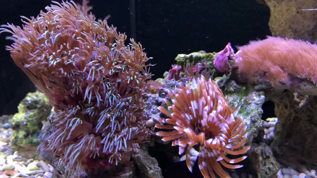 Ein Kalkröhrenwurm in einem Meerwasser Aquarium.