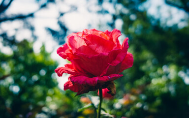 red rose in the garden