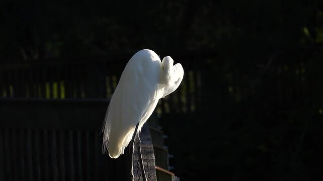 Great White Egret, watching the pond water for fish, hunting in the late afternoon sun on west coast of Florida.