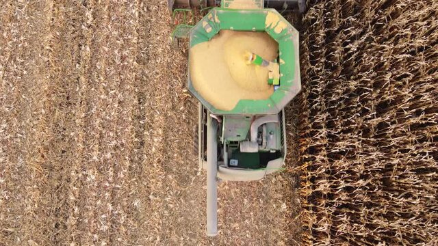 Above the combine that moves across the field and harvests corn, a hopper filled with corn, a large crop of corn