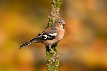 Male Chaffinch (Fringilla coelebs) perching on branch against diffused autumnal background