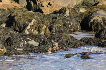 kelp and sea weed covered rocks on the beach by the ocean