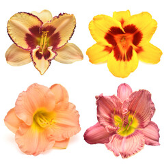 Collection daylily head flowers isolated on white background. Garden, park, bouquet and decorative floral decoration. Flat lay, top view