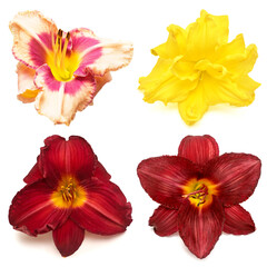 Fototapeta na wymiar Collection daylily head flowers isolated on white background. Garden, park, bouquet and decorative floral decoration. Flat lay, top view