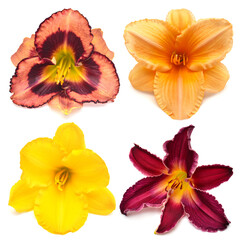 Fototapeta na wymiar Collection daylily head flowers isolated on white background. Garden, park, bouquet and decorative floral decoration. Flat lay, top view