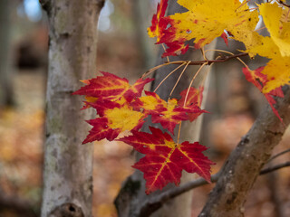 red maple leaves