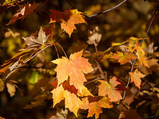 maple leaves in autumn