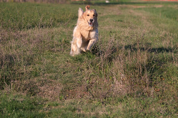 Beautiful male specimen of dog breed golden retriever brown color in the meadow jumping over a ditch