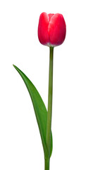Pink tulip flower isolated on white background. Beautiful composition for advertising and packaging design in the garden business
