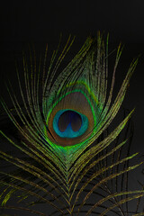 Obraz premium Peacock feather close-up on a black background.