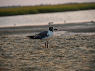 seagull on the beach