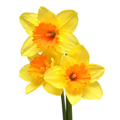 Bouquet of yellow daffodils flowers isolated on white background. Beautiful composition for advertising and packaging design in the garden business