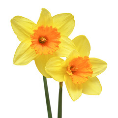 Fototapeta na wymiar Bouquet of yellow daffodils flowers isolated on white background. Beautiful composition for advertising and packaging design in the garden business