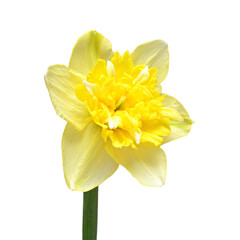 Fototapeta na wymiar Yellow daffodil head flower isolated on white background. Beautiful composition for advertising and packaging design in the garden business