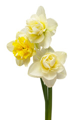 Bouquet of yellow and white daffodils flowers isolated on white background. Beautiful composition for advertising and packaging design in the garden business