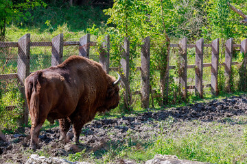 Bison in the aviary. The symbol of Moldova. Natural protected by the state reserve. Background with copy space © Iurii Gagarin