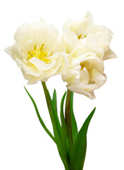 Bouquet white tulip flower isolated on white background. Beautiful composition for advertising and packaging design in the garden business. Flat lay, top view