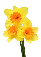 Bouquet of yellow daffodils flowers isolated on white background. Beautiful composition for advertising and packaging design in the garden business