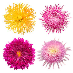 Collection flower chrysanthemum isolated on white background. Beautiful composition for advertising and packaging design in the business. Flat lay, top view