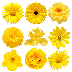 Collection beautiful head yellow flowers of iris, day-lily, gerbera, adonis, tulip, dahlia, daisy, rose isolated on white background. Beautiful floral delicate composition. Flat lay, top view