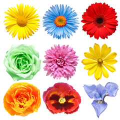 Flowers head collection of beautiful adonis vernalis, tulip, gerbera, iris, rose, pansy, daisy, dahlia isolated on white background. Card. Easter. Spring time set. Flat lay, top view
