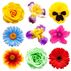 Flowers head collection of beautiful cyclamen, tulip, gerbera, iris, rose, pansy, daisy, dahlia isolated on white background. Card. Easter. Spring time set. Flat lay, top view