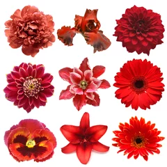 Poster Collection red flowers head of iris, pansy, lily, peony, clematis, dahlia, daisy, lily, gerbera, chrysanthemum isolated on white background. Flat lay, top view © Flower Studio