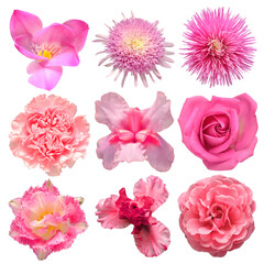 Collection beautiful head pink flowers of iris, carnation, tulip, rose, dahlia, daisy, freesia isolated on white background. Beautiful floral delicate composition. Flat lay, top view