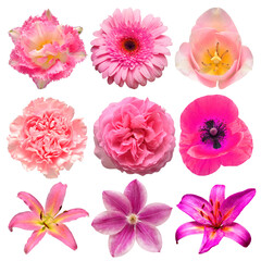 Collection beautiful head pink flowers of carnation, tulip, rose, daisy, poppy, clematis, lily, gerbera isolated on white background. Flat lay, top view