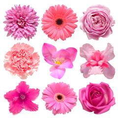 Collection beautiful head pink flowers of gerbera, cyclamen, iris, carnation, rose, dahlia, daisy, freesia isolated on white background. Beautiful floral delicate composition. Flat lay, top view