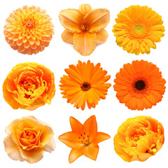 Collection beautiful head orange flowers of tulip, poppy, gerbera, rose, dahlia, chrysanthemum, calendula, lily isolated on white background. Flat lay, top view