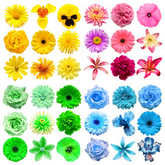 Big collection of various head flowers yellow, green, pink and blue isolated on white background. Perfectly retouched, full depth of field on the photo. Top view, flat lay