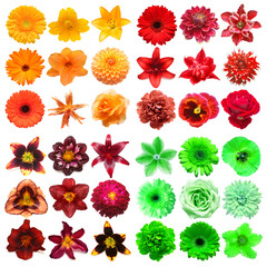 Big collection of various head flowers purple, green, orange and red isolated on white background. Perfectly retouched, full depth of field on the photo. Top view, flat lay