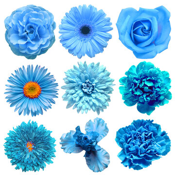Big collection of various blue head flowers peony, carnation, aster, gerbera, iris, chrysanthemum, rose isolated on a white background. Flat lay, top view