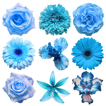 Big collection of various blue head flowers aster, gerbera, iris, chrysanthemum, rose, dahlia, lily isolated on a white background. Flat lay, top view