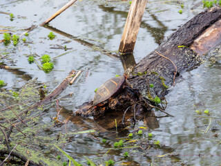 turtle on a log