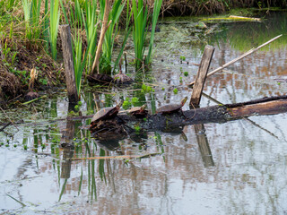 three turtles on a log