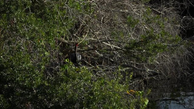 Tropical Anhingas aquatic bird drying wings in the brush at edge of a tropical pond; flapping it's wings.  