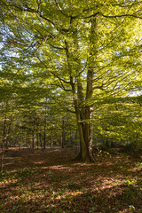 Green and yellow autumn tree in the forest Bois de Boulogne in Paris, France, Europe