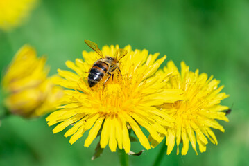 Yellow dandelions with a bee in a clearing in the forest.