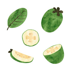 Feijoa set. Half, slice and whole feijoa fruit isolated on white. Watercolor vector illustration.