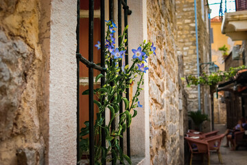 Blue flowers grow on a window on a cozy narrow Roman street in the old town of Budva. An old window with a metal grill. Retro, vintage. Montenegro, Balkans. Summer.
