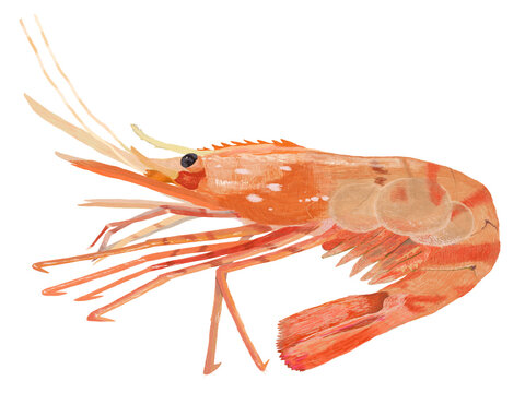 ボタン海老寿司 の画像 680 件の Stock 写真 ベクターおよびビデオ Adobe Stock