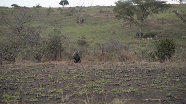 Wide shot of monkey sitting down in middle of African plains
